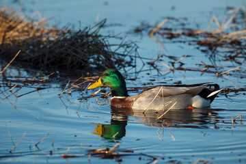 USA, Oregon, Baskett Slough National Wildlife Refuge, Mallard (Anas plathyrhynchos) drake.