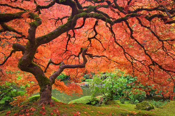 USA, Oregon, Portland. Japanese maple tree next to pond at Portland Japanese Garden. 