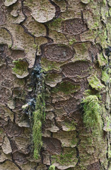 USA, OR, Suislaw NF, Cape Perpetua, Sitka Spruce Trunk Detail