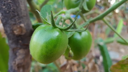 young green tomatoes, one of the fruits included in the vegetable and fruit category and is an ingredient in vegetarian cooking