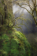 USA, Oregon, Columbia River Gorge National Scenic Area. Moss-covered maple trees. 