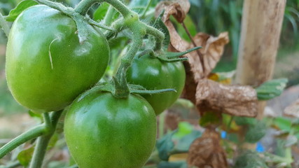 young green tomatoes, one of the fruits included in the vegetable and fruit category and is an ingredient in vegetarian cooking