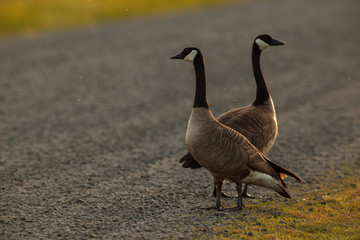Usa, Oregon, Baskett Slough National Wildlife Refuge, pair of Canada Geese (Brant canadensis).