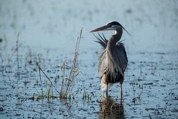 Usa, Oregon, Baskett Slough National Wildlife Refuge, Great Blue Heron (Ardea herodias).