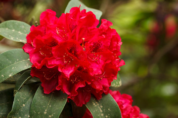 Usa, Oregon, Keizer Schreiner's Iris Garden, rhododendron .