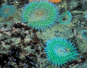 USA, Oregon, Nepture SP. Jewel-toned sea anemones cover the living rocks of Neptune State Park, on Cape Perpetua, Oregon.