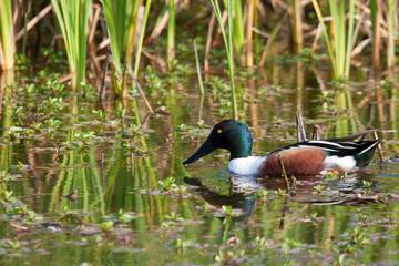 Obraz premium Northern Shoveler (Anas clypeata) male in wetland, Starr, Texas, USA.