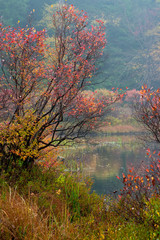 Obraz na płótnie Canvas Usa, Pennsylvania, Ricketts Glen State Park. Grasses, water, and blueberry bush (Vaccinium corymbosum) in early morning fog during autumn.