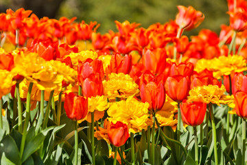 USA, Pennsylvania, Kennett Square. Tulips