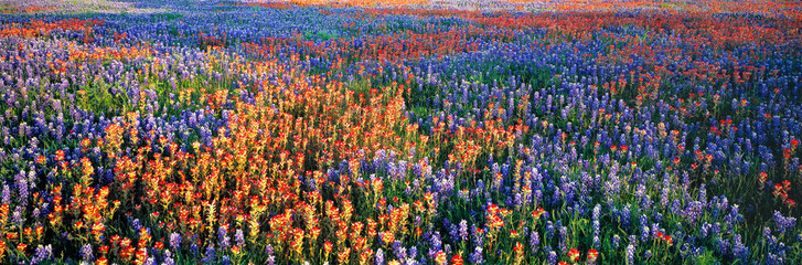 USA, Texas, Llano. A colorful pattern is created by bluebonnets and redbonnets in the Texas hill country near Llano.