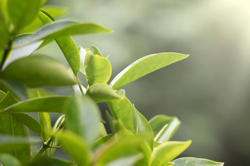 Morning light in nature and green leaves