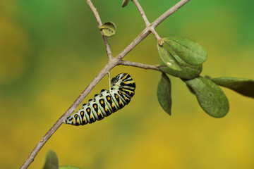 Black Swallowtail (Papilio Polyxenes), caterpillar pupating into chrysalis, Hill Country, Texas, USA