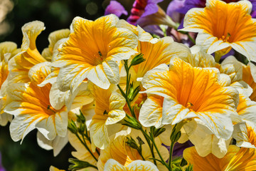 USA, Pennsylvania, Kennett Square. Painted tongue blossoms