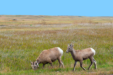 Fototapeta premium USA, South Dakota, Badlands National Park, Radio Collared Ewe Bighorn Sheep and juvenile grazing along Roadway
