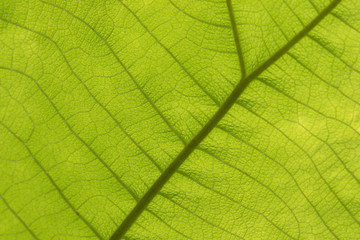 Naklejka na ściany i meble Close up leaf texture Natural stylish background