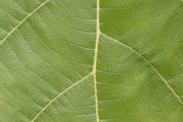 Close up leaf texture Natural stylish background