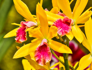 Fototapeta premium USA, Pennsylvania, Kennett Square. Orchid