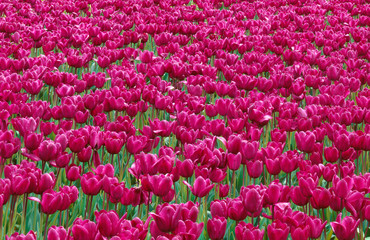 USA, Oregon, Willamette Valley, Field of purple tulips display spring bloom.
