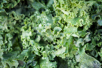 Kale for sale at a farmer's market, Charleston, South Carolina. USA