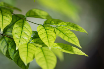 Morning light in nature and green leaves