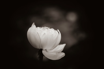 Black and white lotus flower. Black and white color of lotus flower 