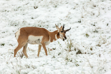 USA, South Dakota, Custer State Park. Pronghorn antelope in snowy field. Credit as: Cathy & Gordon Illg / Jaynes Gallery / DanitaDelimont.com