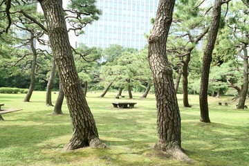 都会の日本庭園、東京