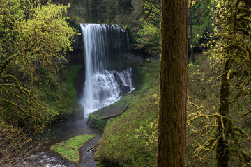 Usa, Oregon. Middle North Falls during early spring, Silver Falls State Park