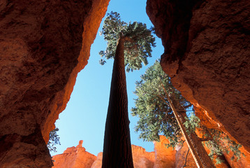USA, Utah, Bryce Canyon National Park. Tall pine in Wall Street canyon formation.