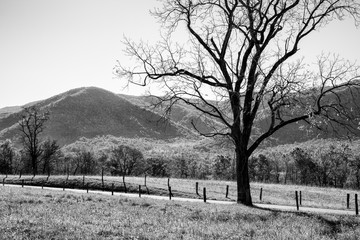 USA, Tennessee. Great Smoky Mountains National Park, Cades Cove Loop Road