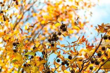 Sycamore cones close-up