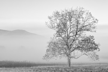 USA, Tennessee. Great Smoky Mountains National Park, Clearing fog in Cades Cove