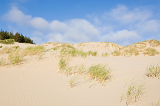 USA, OR, Suislaw NF, Oregon Sand Dunes, Near Florence