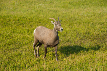 Obraz premium White-tailed deer, Badlands National Park, South Dakota, USA