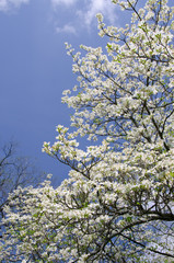 Tennessee, Nashville. The Hermitage, historic home and plantation of the 7th president of the USA, Andrew Jackson. National Historic Landmark. Springtime flowering dogwood tree (Cornus florida).