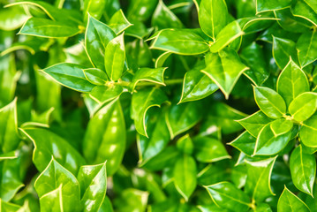 Holly leaves on a bush.