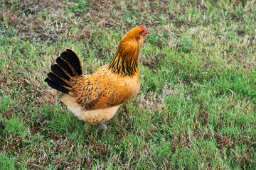 USA, South Dakota, Philip, Badlands, Prairie Homestead of Edgar and Alice Brown, Buff Colombian Chicken