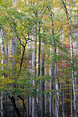 USA, Tennessee, Great Smoky Mountains National Park. Autumn foliage in the forests