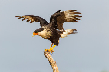 USA, Texas, Hidalgo County. Adult crested caracara on tree stump. Credit as: Cathy & Gordon Illg / Jaynes Gallery / DanitaDelimont.com
