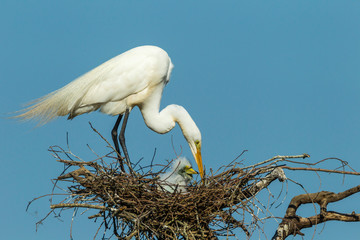 USA, Texas, High Island, Smith Oaks rookery. Great egret parent at nest with chicks. Credit as:...