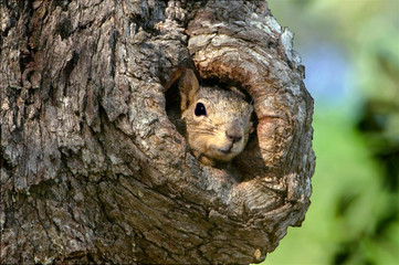 Fototapeta premium USA, Texas, Hill Country. Eastern fox squirrel peering out from tree cavity nest. 