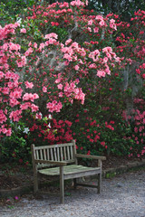 USA, South Carolina, Charleston. A weathered wooden bench under azalea bushes on the Magnolia Plantation. 