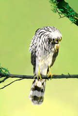 USA, Texas, Rio Grande Valley, McAllen. Close-up of wild Cooper's hawk juvenile with head inverted. 
