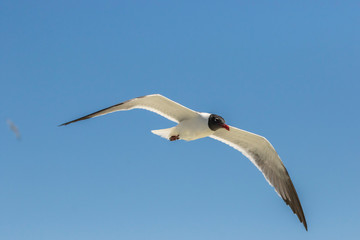 USA, Texas, Galveston. Laughing gull in flight. Credit as: Cathy & Gordon Illg / Jaynes Gallery / DanitaDelimont.com