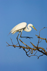 USA, Texas, High Island. Great egret in breeding plumage at High Island Rookery. 
