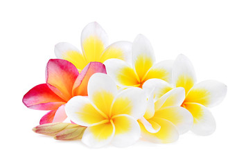Fototapeta na wymiar white and pink frangipani (plumeria) flower isolated on white background