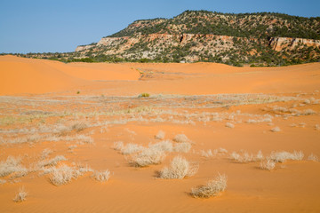 UT, Coral Pink Sand Dunes State Park, dunes created from eroding Navajo sandsone
