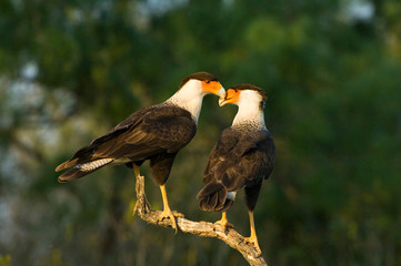 USA, Texas, Rio Grande Valley, Starr County. Crested caracara pair on dead snag. 