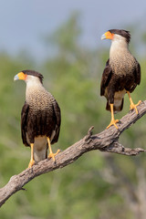 USA, Texas, Gatesville, Santa Clara Ranch. Two crested caracaras on branch. 