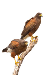 USA, Texas, Mission, Martin-Javelina Ranch. Pair of Harris hawks on branch. 